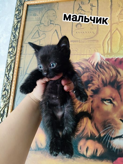Отдам очень красивых котят в добрые руки