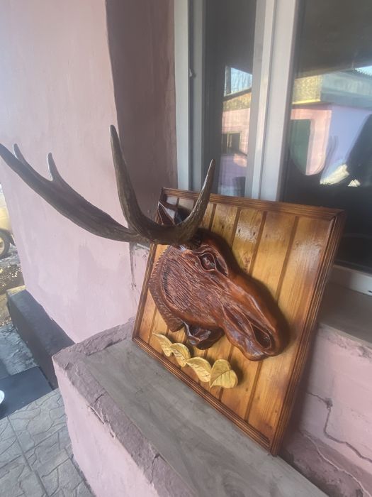 Продам рога лося