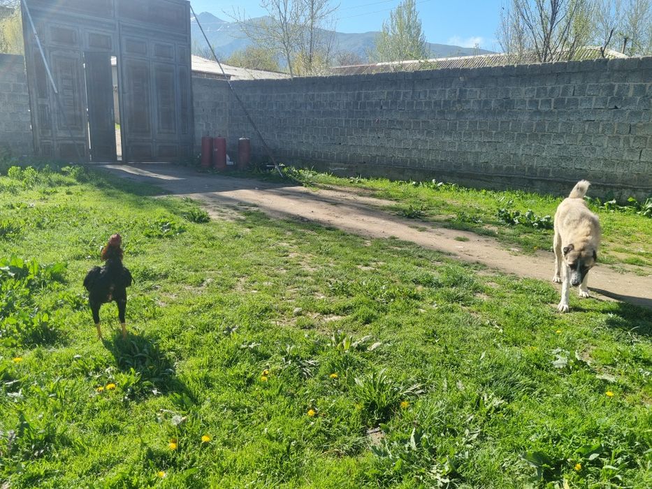 Juja xuroz sotiladi kariski