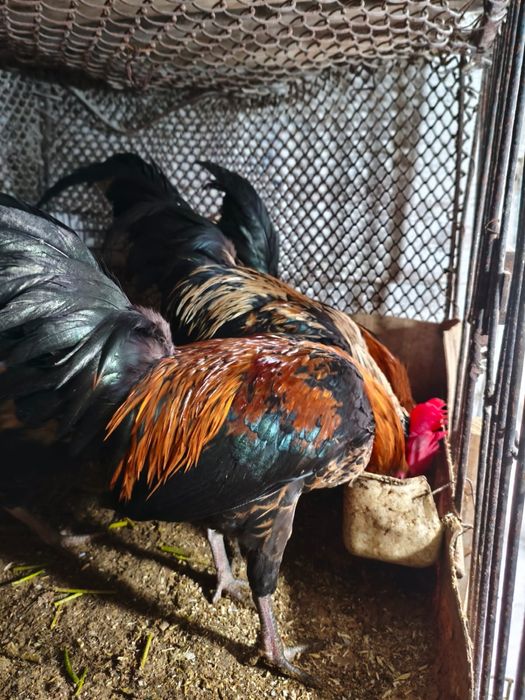 Продам карликовую бентамку