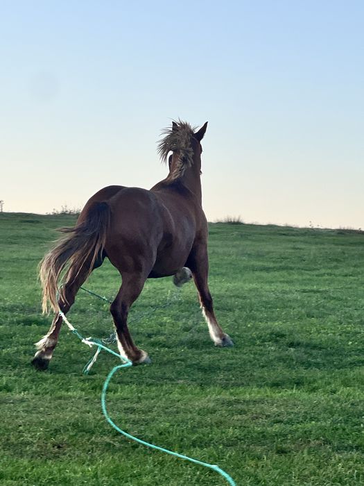 Vand armasar  de 3 ani