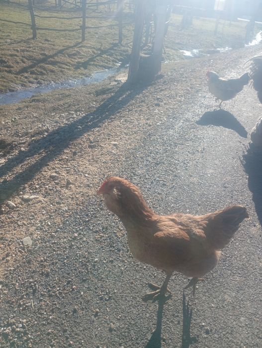 Oua   ameraucana pentru incubat și pui de 3 săptămâni Ameraucana în Bi