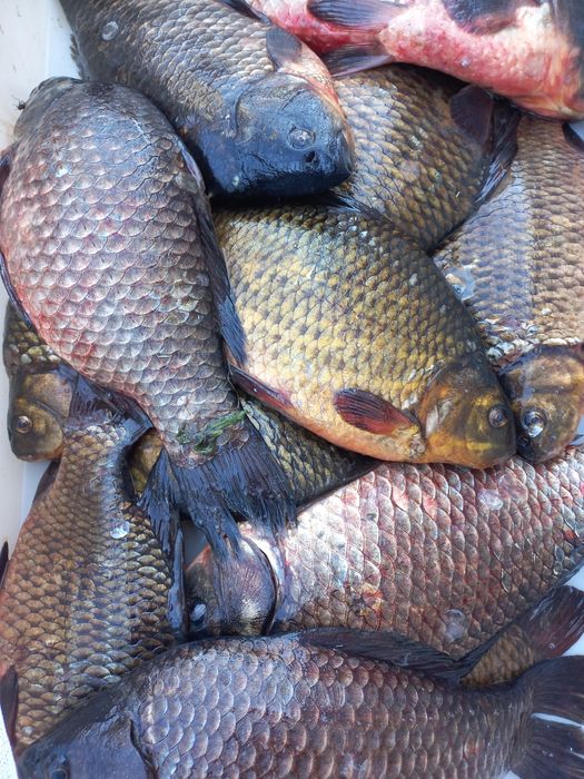 Свежая рыба свежая рыба