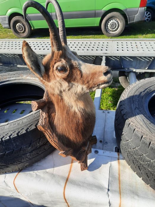 Голям трофей от коза