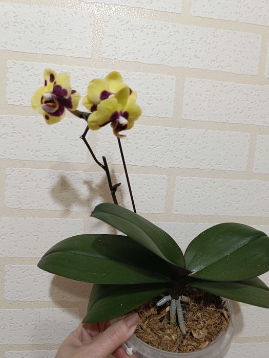 Орхидея фаленопсис