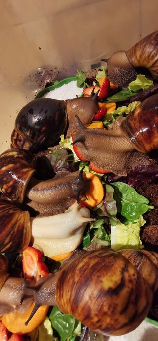 Vând melci uriași Archachatina Marginata Ovum XXL linie Jumbo mix
