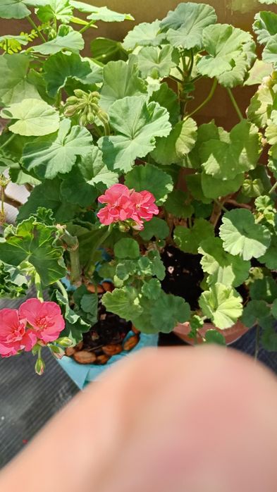 Muscata roz cu inflorescenta