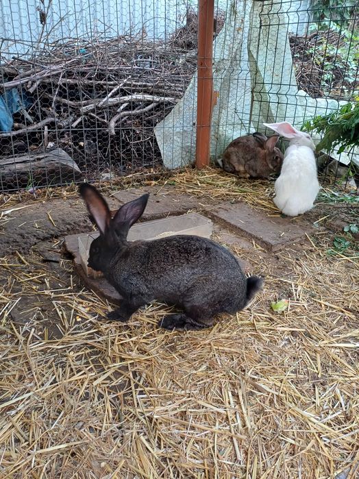 Iepuri de rasă mare