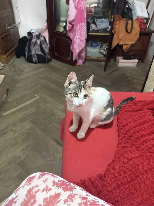 Dau pisica spre adoptie