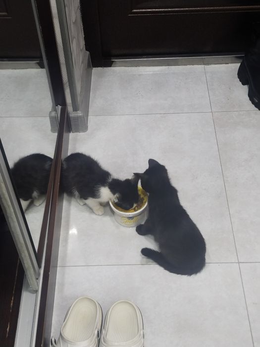 Даром,только  в хорошие и ответственные руки