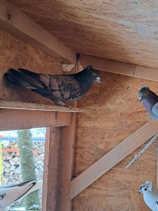 Porumbei de ornament