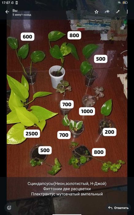 Комнатные цветы и отростки