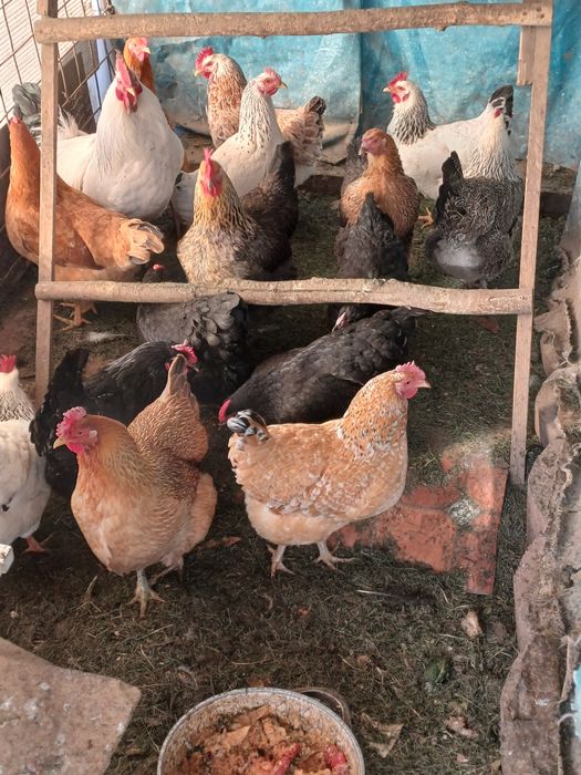 Продам курей домашних