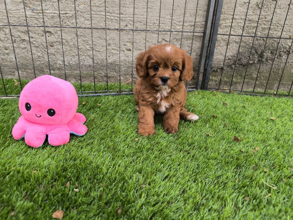 Vand fetita Cavapoo f1 mini
