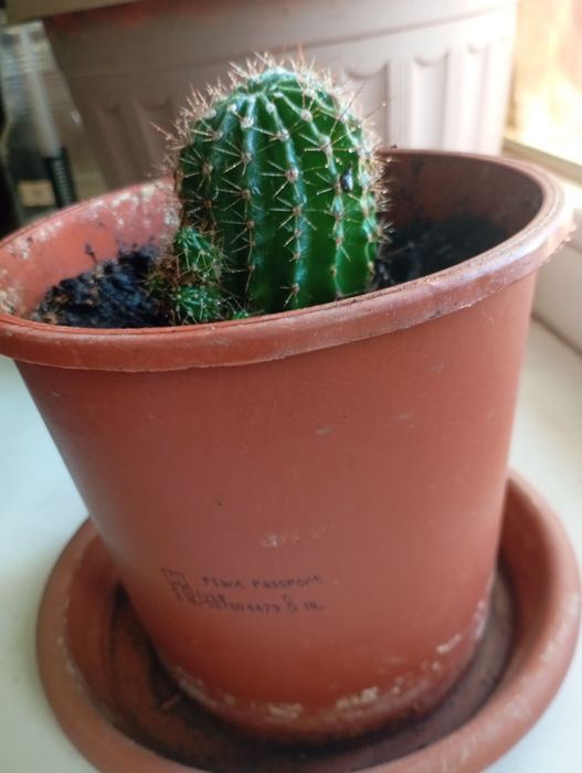 Комнатные растения