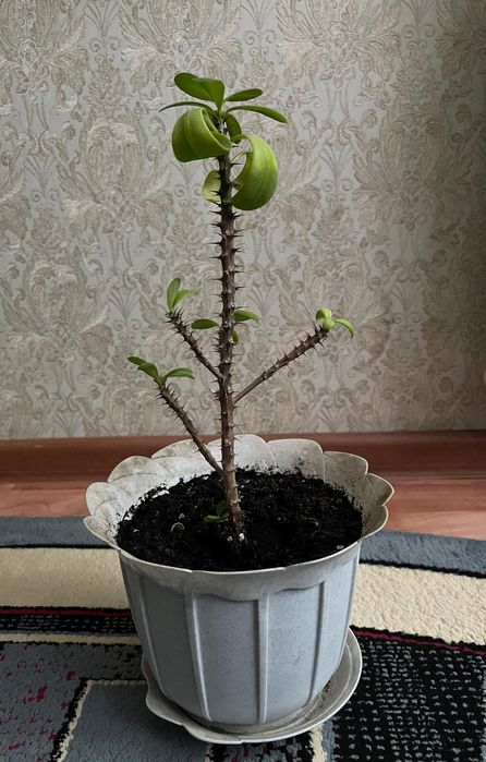 Продам комнатные цветы