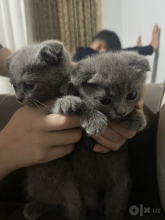 Шотландский кошки