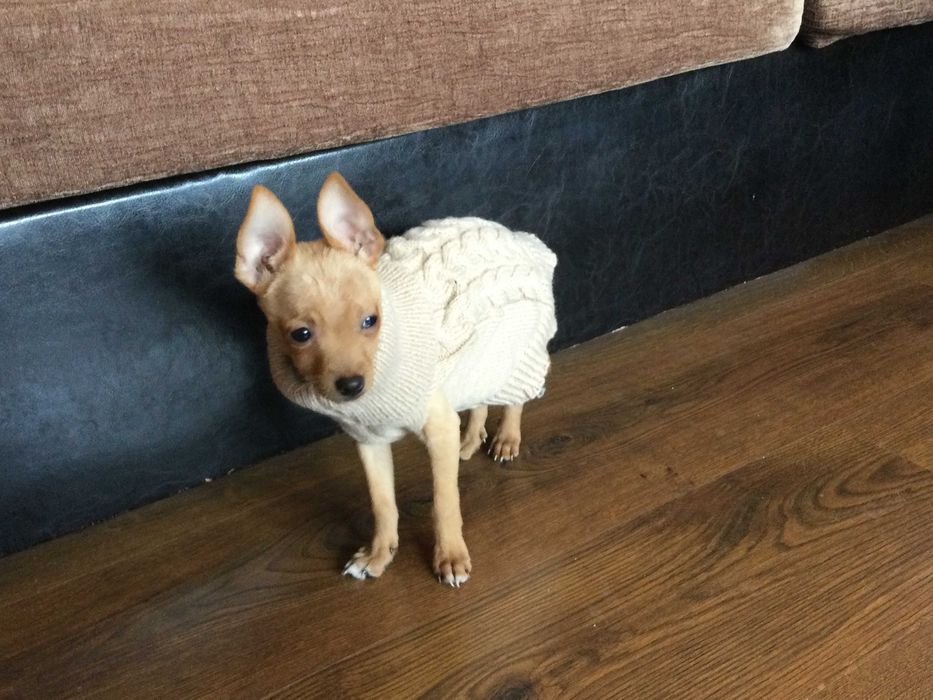 НОВ топъл бежов зимен луксозен пуловер за куче от Италия S и M размер