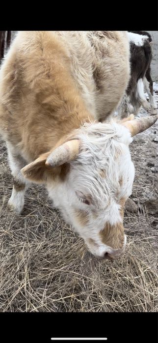 Продаются два года молодых бычка