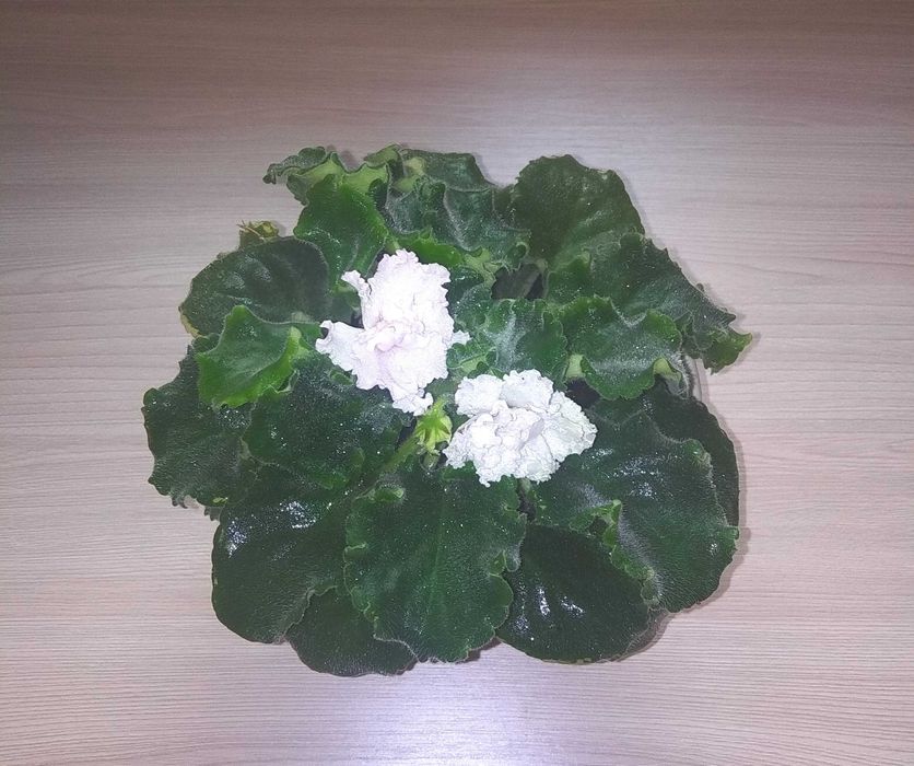 Фиалки комнатные