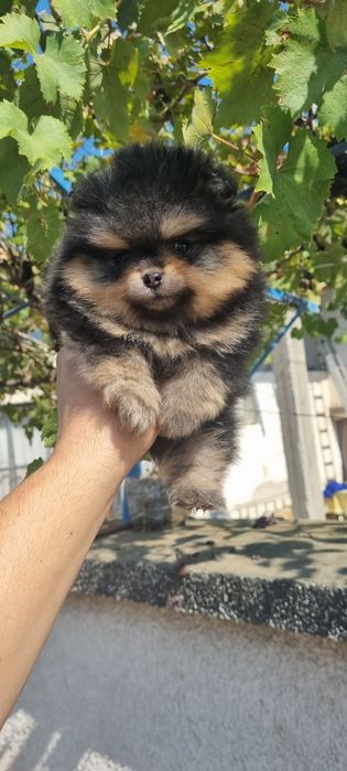 Померан мини померанче