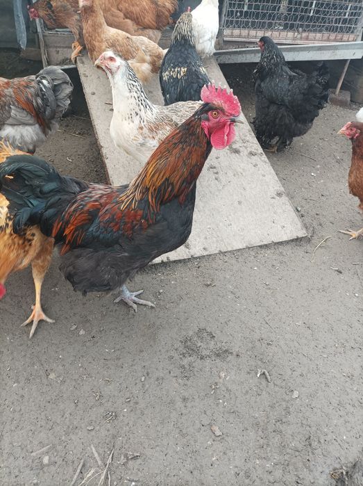 Vând cocoși de casă