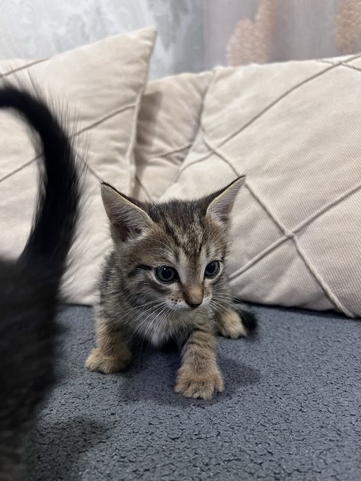 Отдам в добрые руки котят