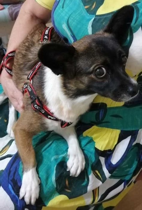 Потерялась собака!