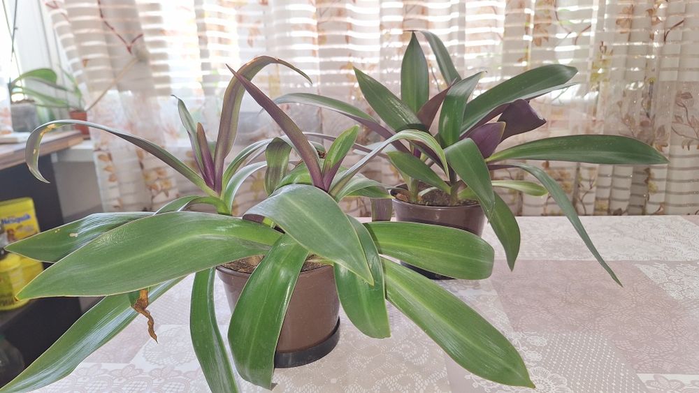 Традесканция рео