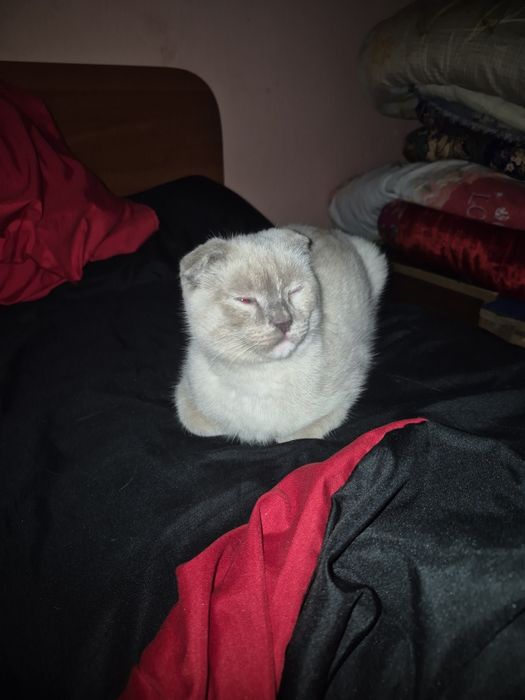 Шотландская  вислоухая