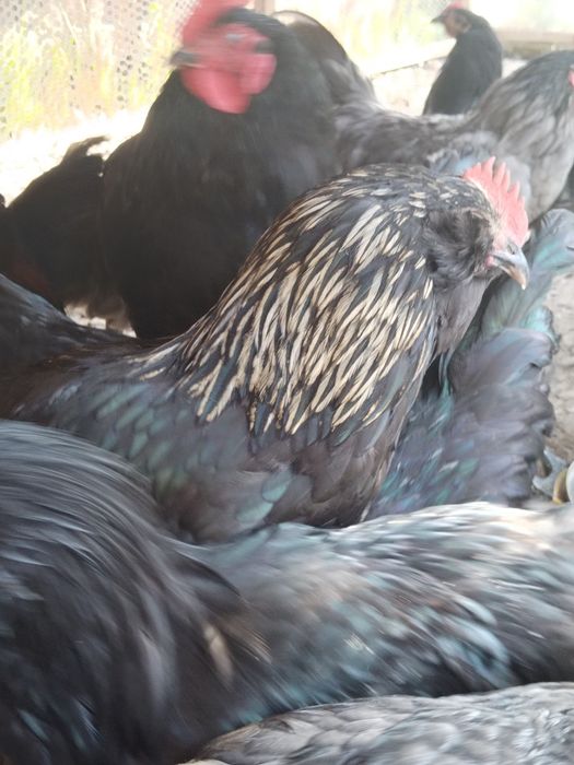 Cocosi și găini diferite rase