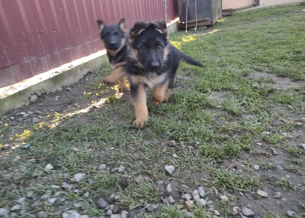 Щенок Немецкой Овчарки