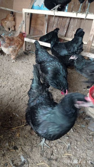 Продаю кур домашних  Турецкой породы ,колличество 42 штпороды