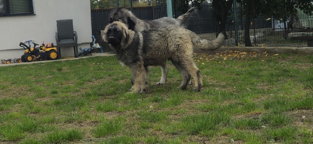 Ciobanesc Caucazian Mascul