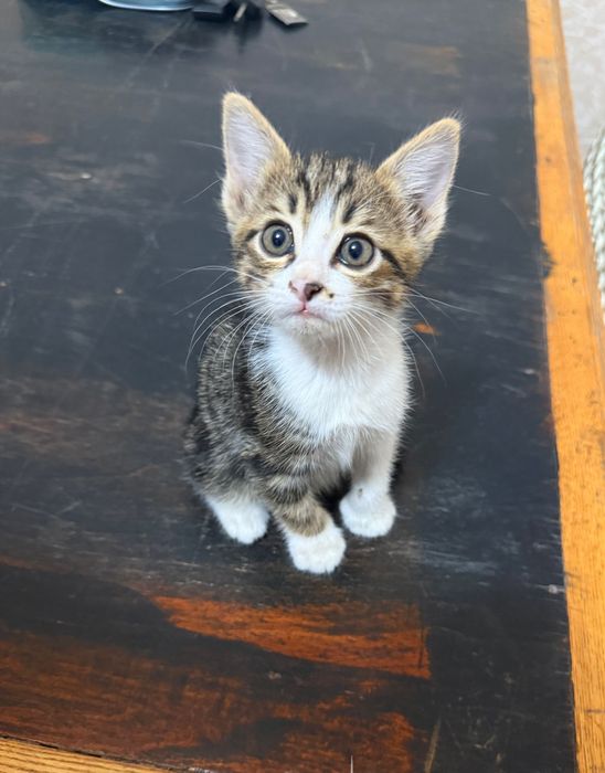 Котята короткошерстные Отдам в добрые руки