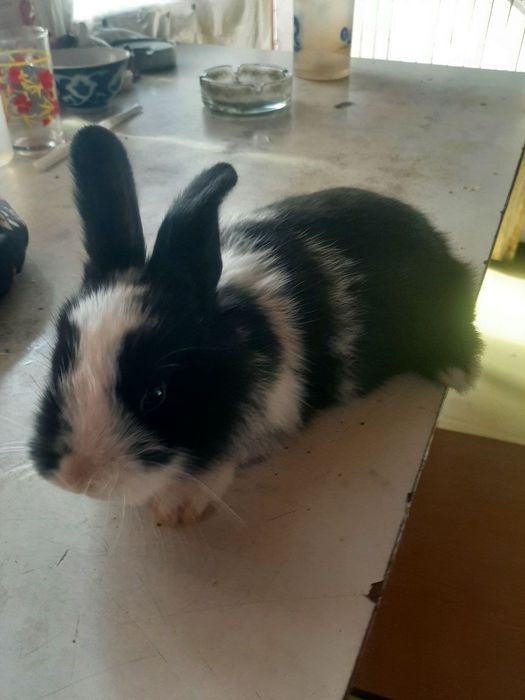 Продаётся маленький кролик