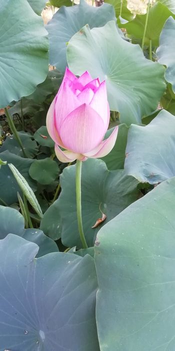 Вы хотите Лотосы   цветы