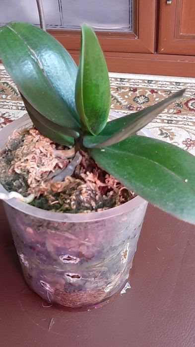 Орхидеи азиатские