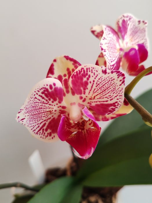 Орхидея фаленопсис