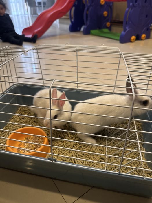 Кролик карликовый