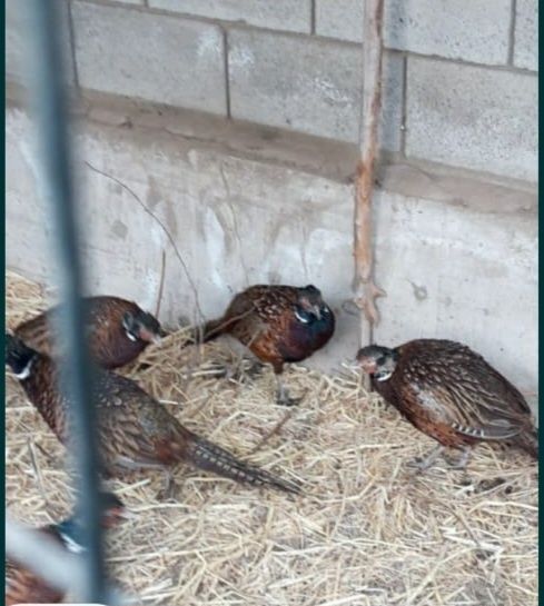 Фазан - кыргауыл