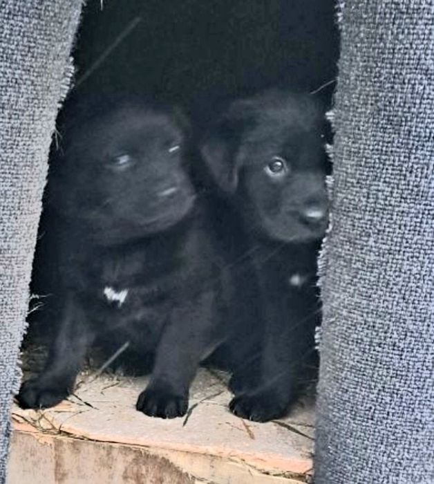 Щенки лабрадора на день влюблённых