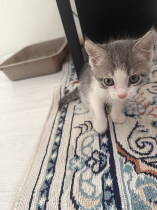 СРОЧНО Отдам котенка(мальчик) в добрые руки