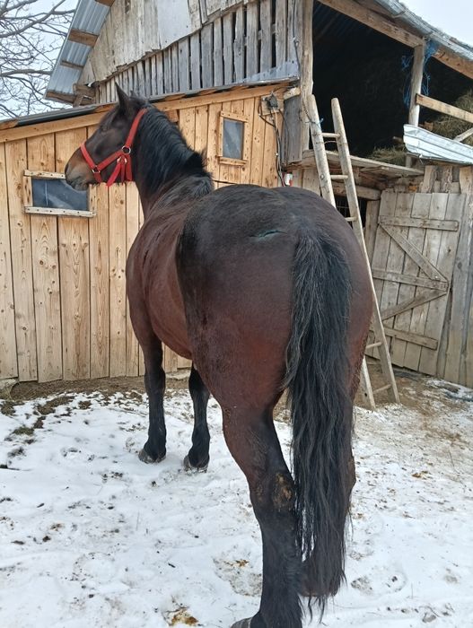 Vând iapa de 4 pe 5 ani cuminte și garantata  de ham