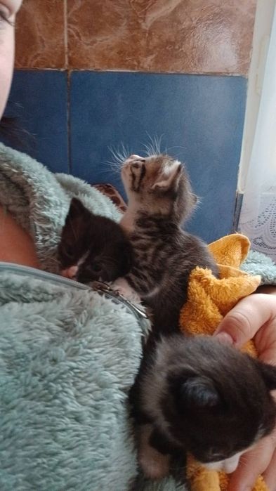 Donez 3 pisicuțe in varsta de 6 săptămâni