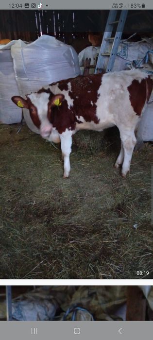 Vand 2 vitei pret 23/kg