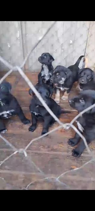 Отдам в хорошие руки