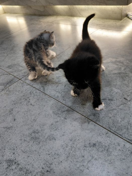 Отдам котят в добрые руки