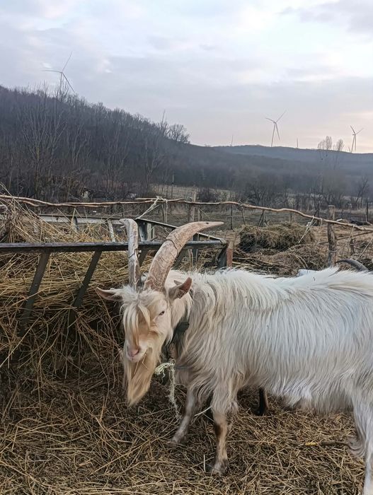 Țap rasă pur-sânge Saanen