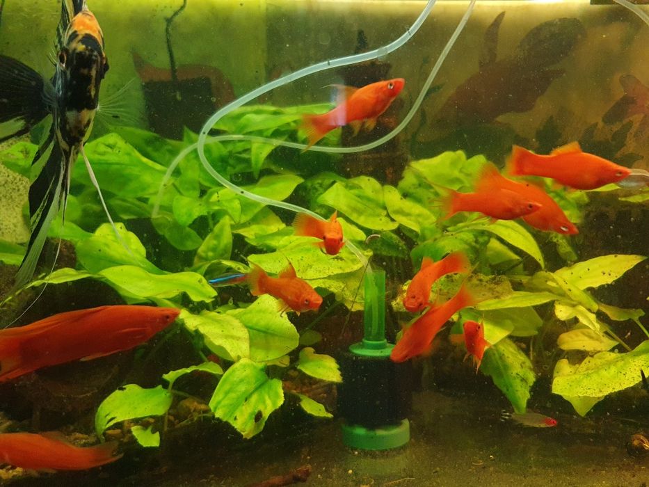 Улитки спикси улитки